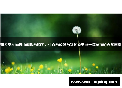 蒲公英在微风中飘散的瞬间，生命的轻盈与坚韧交织成一幅美丽的自然画卷
