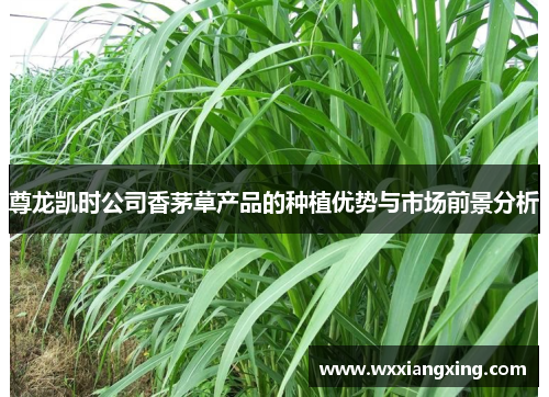尊龙凯时公司香茅草产品的种植优势与市场前景分析