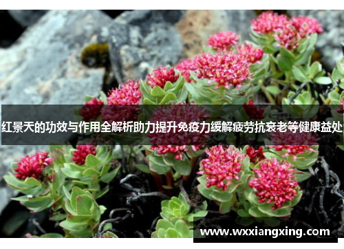 红景天的功效与作用全解析助力提升免疫力缓解疲劳抗衰老等健康益处